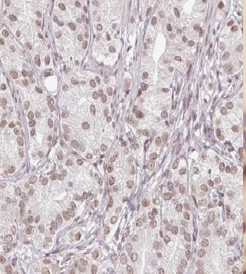 GTF2A2 Antibody - BSA Free