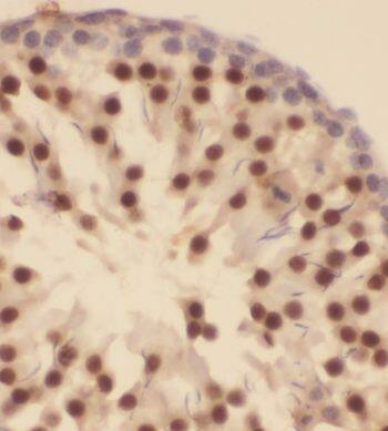 GTF2A1 Antibody - BSA Free