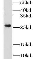 GSTM4 Antibody - BSA Free