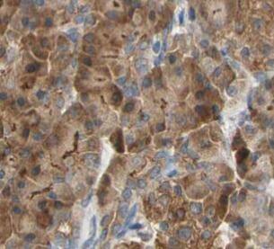 GSTA2 Antibody - BSA Free