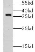 GSG1L Antibody - BSA Free