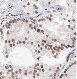 GRIM19 Antibody - BSA Free