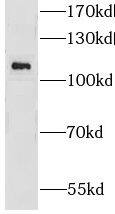 GRID1 Antibody - BSA Free