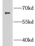 GRB 14 Antibody - BSA Free