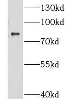 GRAMD1B Antibody - BSA Free