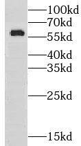 GPT2 Antibody - BSA Free