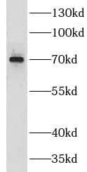 GPSM2 Antibody - BSA Free