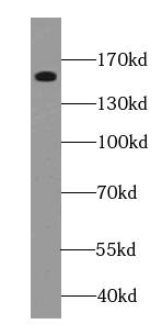 GPRASP1 Antibody - BSA Free