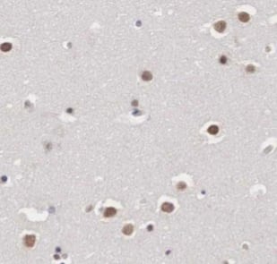 GPRASP1 Antibody - BSA Free