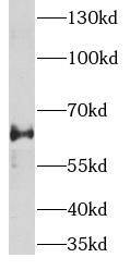 GPR177/WLS Antibody - BSA Free