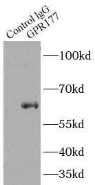 GPR177/WLS Antibody - BSA Free