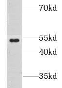 GPR142 Antibody - BSA Free