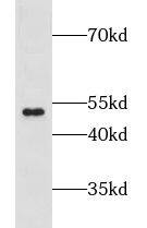 GPR137B Antibody - BSA Free
