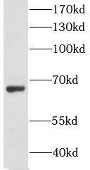 GPAA1 Antibody - BSA Free