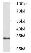GNPDA1 Antibody - BSA Free
