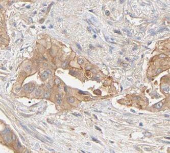 G gamma4 Antibody - BSA Free