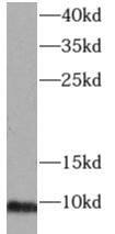 G gamma4 Antibody - BSA Free