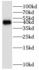 GNB5 Antibody - BSA Free