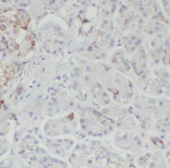 GNB1 Antibody - BSA Free