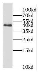 G protein alpha inhibitor 1 Antibody - BSA Free