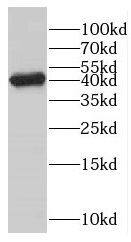 GMPPB Antibody - BSA Free