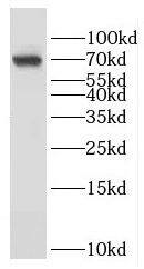 GMEB2 Antibody - BSA Free