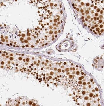N-PAC Antibody - BSA Free