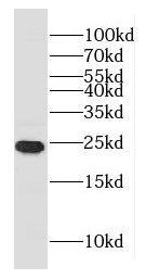 GLTP Antibody - BSA Free