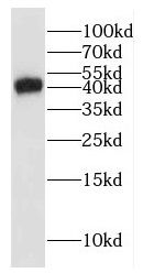 GLI4 Antibody - BSA Free