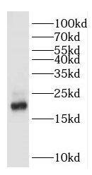 Gastrokine 2 Antibody - BSA Free