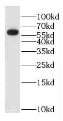 GK3P Antibody - BSA Free
