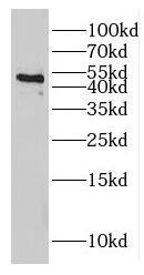GJC2 Antibody - BSA Free