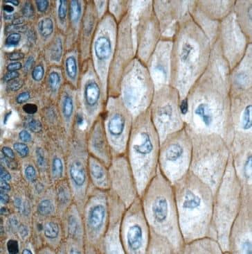 Connexin 30/GJB6 Antibody - BSA Free