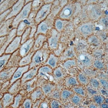 Connexin 31/GJB3 Antibody - BSA Free