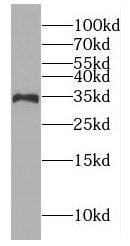 GIMAP7 Antibody - BSA Free