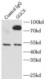 GGCX Antibody - BSA Free