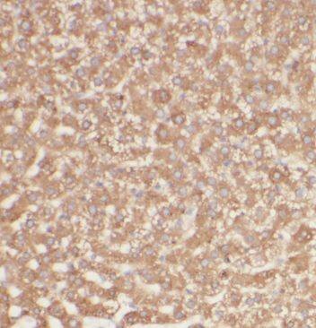 GGCX Antibody - BSA Free