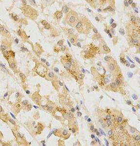 GGA2 Antibody - BSA Free