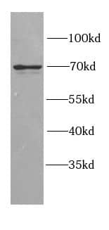 GGA2 Antibody - BSA Free
