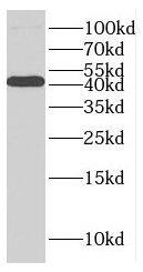 GFOD2 Antibody - BSA Free