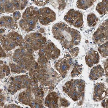 GEMIN8 Antibody - BSA Free