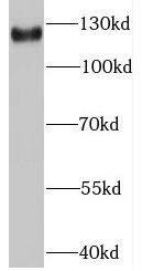 Gemin 4 Antibody - BSA Free