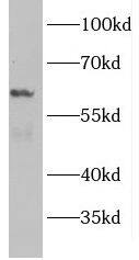 MIR16 Antibody - BSA Free