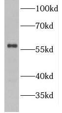 GDAP2 Antibody - BSA Free