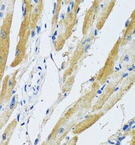 GDAP1 Antibody - BSA Free
