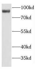 GCS1 Antibody - BSA Free