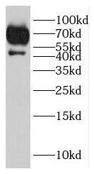 MYOZAP Antibody - BSA Free