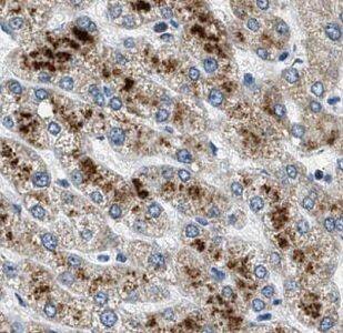 GATC Antibody - BSA Free