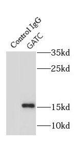 GATC Antibody - BSA Free