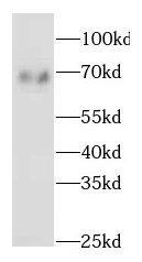 p66 beta Antibody - BSA Free
